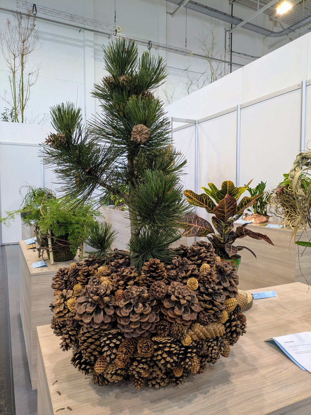 Fokus auf Naturmaterialien: Fabian Liss (Blumen Selders GbR) siegte in der Kategorie „Grüner Held im Topf“ mit einem durch Tannenzapfen dominierten Werkstück.