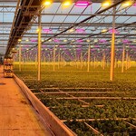 Signify supplies lisianthus grower SenZaro with LED toplighting for the second time this year.