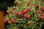Vaccinium vitis-idea „Red candy“