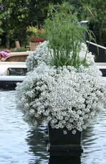 Lobularia "Snow Princess"