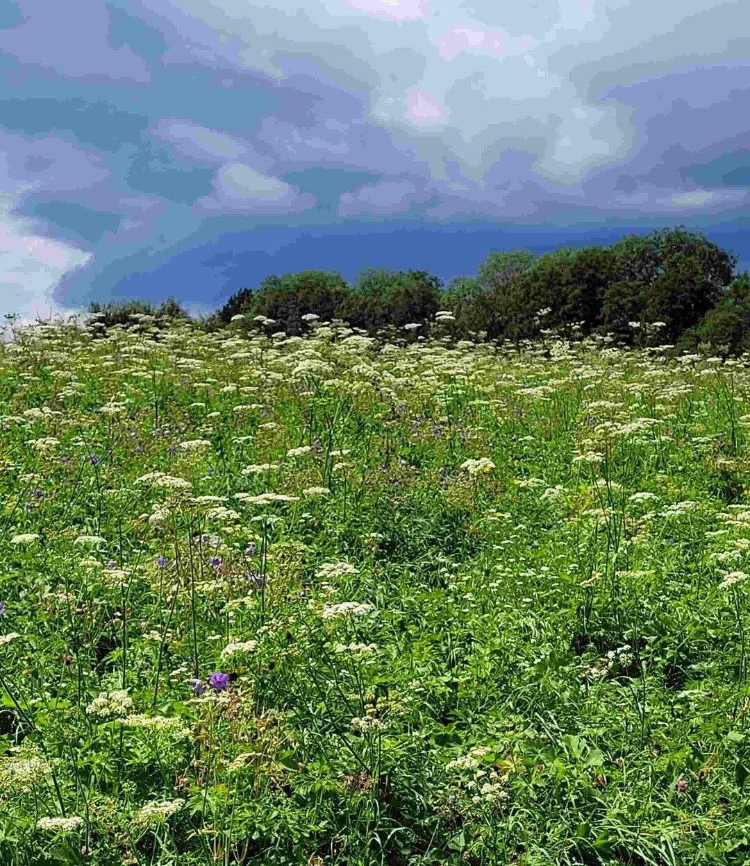 Der regenreiche Sommer 2021 sorgt fr ppiges Grn.  
