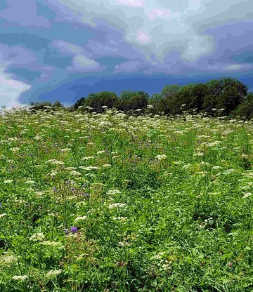 Der regenreiche Sommer 2021 sorgt fr ppiges Grn. 
