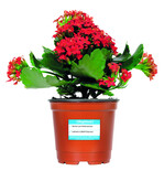 Mit dem Konzept „Regionalfenster“ präsentiert Landgard ein attraktives Konzept, das den Megatrend Regionalität auch für Blumen & Pflanzen nutzbar macht.