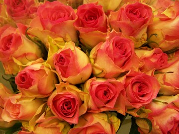 Rose "Marie Claire"