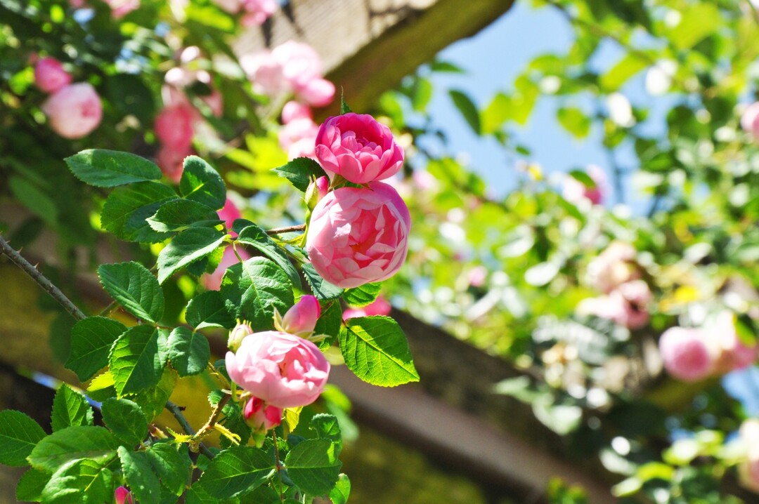 Mainau-Rosenknigin 2018 Raubritter im Italienischen Rosengarten der Insel Mainau.