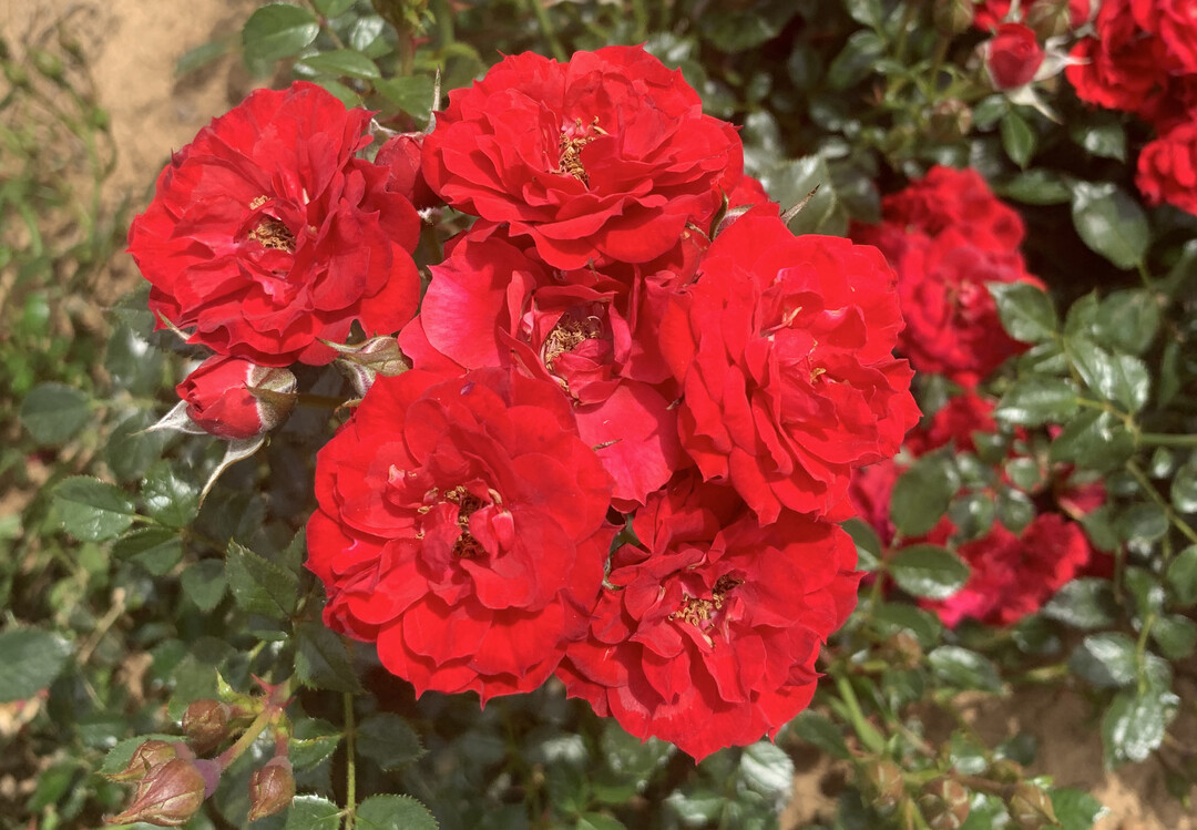 Die ADR-Rose "Die roten Teufel".