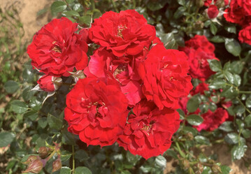 Die ADR-Rose "Die roten Teufel".