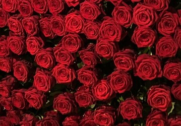 "In NRW lagen Strue dominant mit Rosen in der Kufergunst vorn", das ergab die Umfrage des FDF zum Valentinstag.