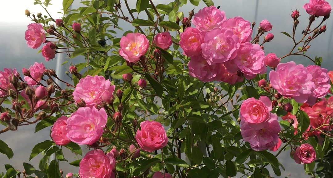 Rose "Theodor II Nietner Rosen Nietner"