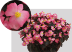 Begonia semperflorens SenatoriQ Rose Bicolour