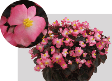 Begonia semperflorens SenatoriQ Rose Bicolour 