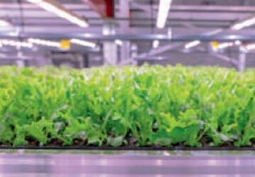 Mit 2.500m2 Anbauflche 
fr Salat, die im Sommer fertiggestellt sein soll, wird Ljusgrda 
zu einer der grten vertikalen 
Farmen in Europa.