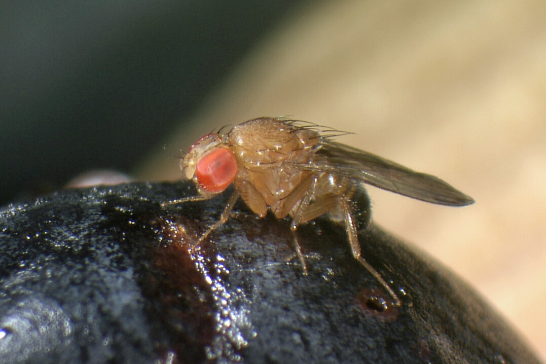 Die invasive Kirschessigfliege Drosophila suzukii ist ein Schädling, für den eine Bekämpfung mittels Gene Drives in Betracht gezogen wird.