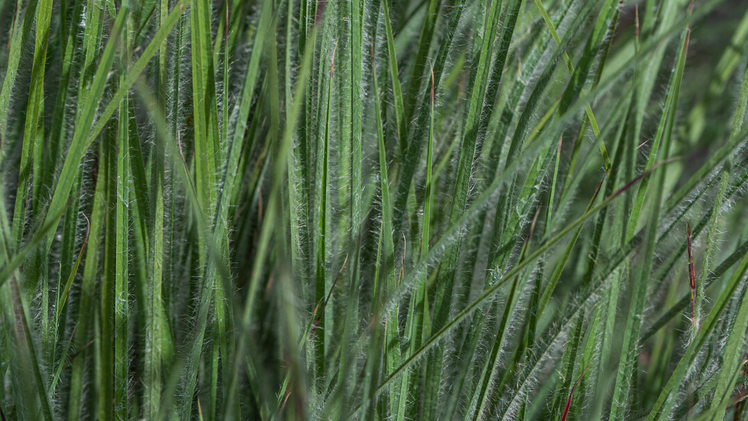Schizachyrium scoparium "Haha Tonka"