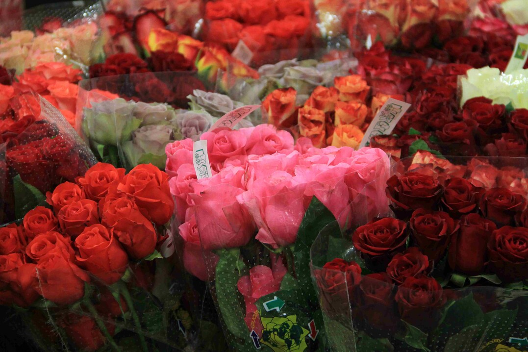Rosen gehörten neben Pfingtsrosen zu den Lieblingen des Einzelhandels, die hohe Nachfrage und geringe Verfügbarkeiten führten zu hohen Preisen