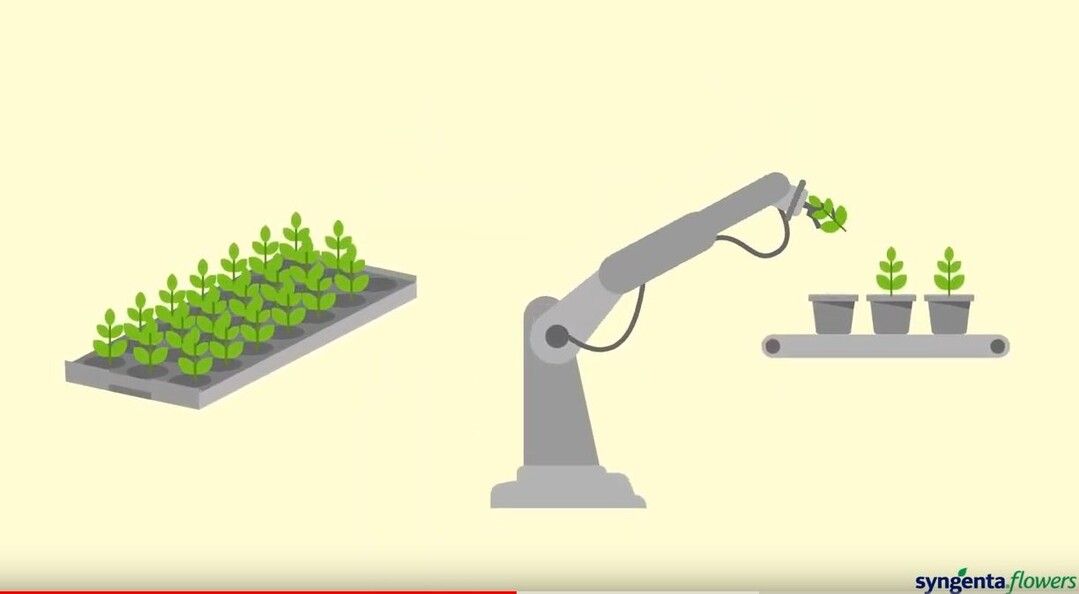 Das neue "Xcarrier"-System von Syngenta Flowers soll eine maschinelle Pflanzenverarbeitung unterstützen