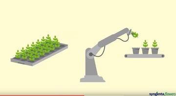 Das neue "Xcarrier"-System von Syngenta Flowers soll eine maschinelle Pflanzenverarbeitung untersttzen