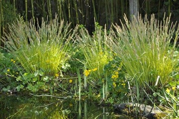 Das lichte Gelb von Carex elata "Bowles Golden" leuchtet bei dem Sonnenlicht am Teichrand sehr strahlend und harmoniert wunderbar mit der intensiven Bltenfarbe der Sumpfdotterblume (Caltha palustris). Ein schner Effekt ist auch, dass sich hier die Pflanzen im Wasser spiegeln.