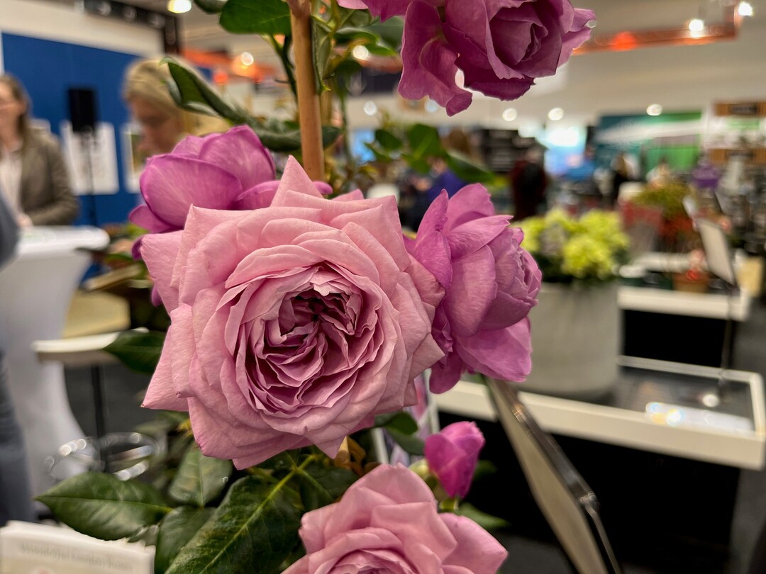 Rosa Hybrid Plant"n"Relax