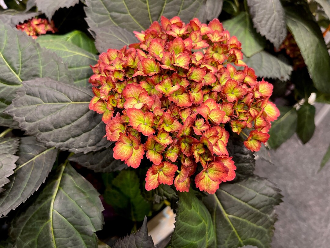 Hydrangea macropylla "Bailmacseven" 