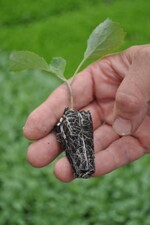 Jungpflanzen im Speedytopf für den Einsatz im Freiland-Gemüsebau