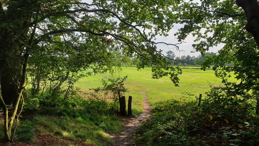 Schattige Pltze in Garten und Natur waren in diesem Sommer besonders gefragt