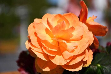 "Kallis Sonnenschein" berzeugt mit einer leuchtenden, orangegelben Blte.