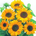 Sonnenblume "Soraya"