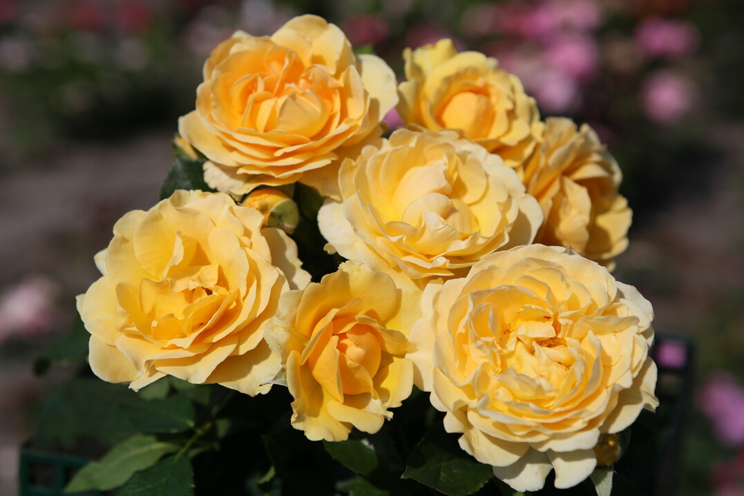 Goldene Rose Baden-Baden 2023: Spotlight von Kordes Rosen