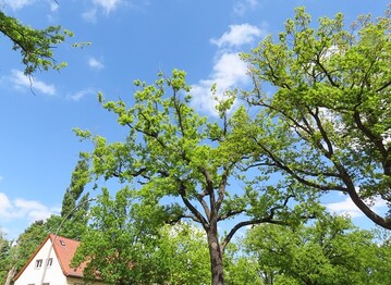 Der Bund deutscher Baumschulen fordert Sofortprogramm zur Aufrechterhaltung und Weiterentwicklung der grnen Infrastruktur als Beitrag zur Klimaanpassung.