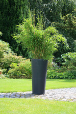 "Stars of Nature" - Fargesia murilae von sechs bekannten Züchtern