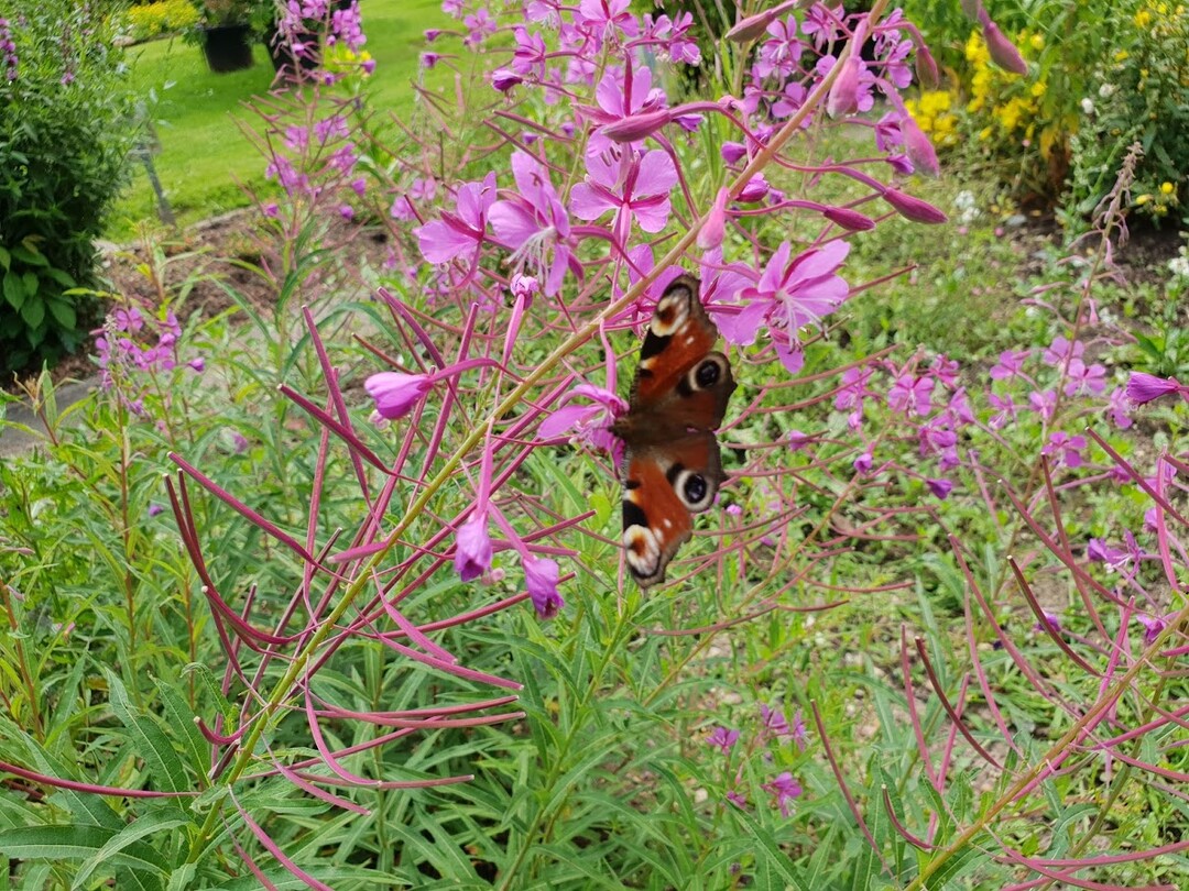 Die Konsumenten haben Lust auf „Grün“ und Garten.