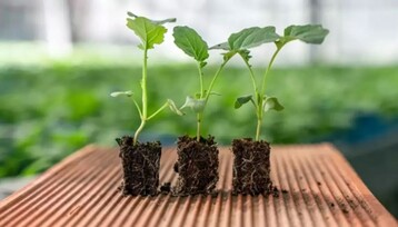 Bei der Produktion von Pflanzen kann Torf als Substratbestandteil immer mehr ersetzt werden. Das Substratforum 2023 gab einen guten berblick ber den aktuellen Stand in der Schweizer Produktion und im europischen Ausland.