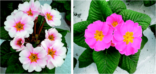 Die beiden Neuen: ‘Almond Blossom Delight’ (links) und ‘Daniella Pink’ (rechts)
