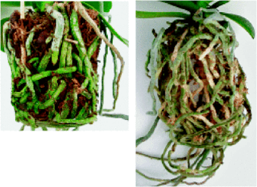 Gute Wurzelqualitt bei Phalaenopsis in Substrat aus 50% grober Holzfaser und 50% Pinienrinde (oben) sowie in 70% Sphagnum und 30% Pinienrinde (rechts)