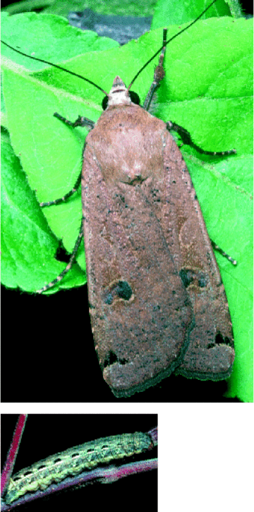 Adulte Hausmutter Noctua pronuba (oben)Raupe der Hausmutter (links)