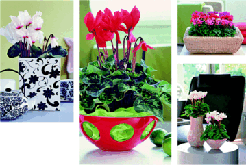 Das professionelle Bildmaterial von Cyclamen Colour Europe (CCE) wurde und wird auch in der aktuellen Saison von der Verbraucherpresse gerne aufgegriffen