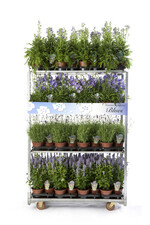 Konzept "Garden Symphony"