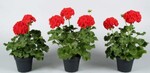 Beispielpflanzen von Pelargonium "Robina" aus den untersuchten Temperaturvarianten im
Standardgewächshaus (links) und im Niedrigenergiegewächshaus mit weiter und enger Spreizung von Heiz- und
Lüftungstemperatur (Mitte „Sparvariante“ und rechts „Wärmerückgewinnung“) am Standort Hannover-Ahlem im
Frühjahr 2011. (Bild: Pilz)