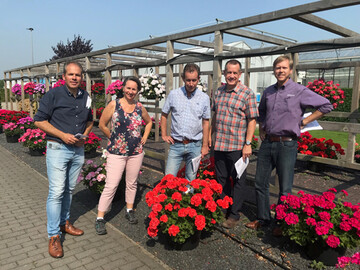 Toscana Pelargonium ist seit 20 Jahren ein fester Begriff im Zierpflanzensektor. Vor zehn Jahren ging die Genetik in die Hnde von Florensis, Ball und P. van der Haak Handelskwekerij ber.