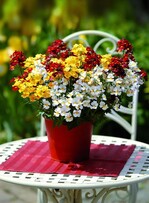 Filigran und farbenfroh: Dieses flotte Nemesien-Trio ist die „Bayerische Pflanze des Jahres 2012“ und trägt den Namen TrioMio.