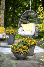 Hallo Ibis - holen Sie sich die Sonne nach Hause!