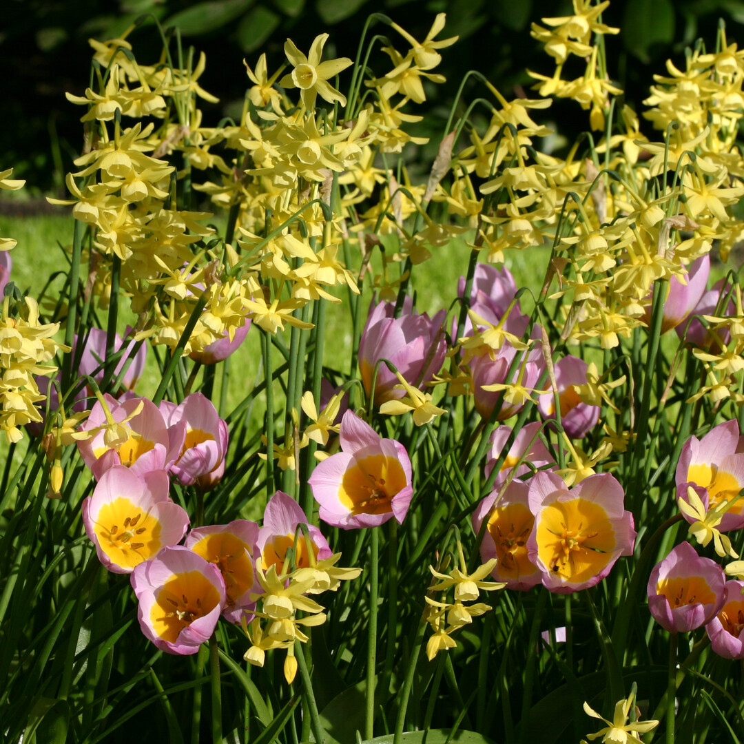Tulipa Bakeri Lilac Wonder mit gelbem Blütenzentrum<br>