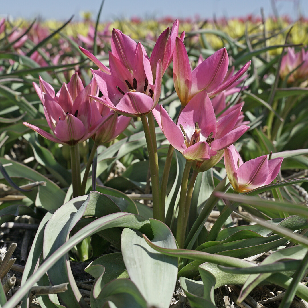 Tulipa Garden of Clusius blht im April auf 20 cm hohen Stielen mit rosafarbenen Blten.<br>