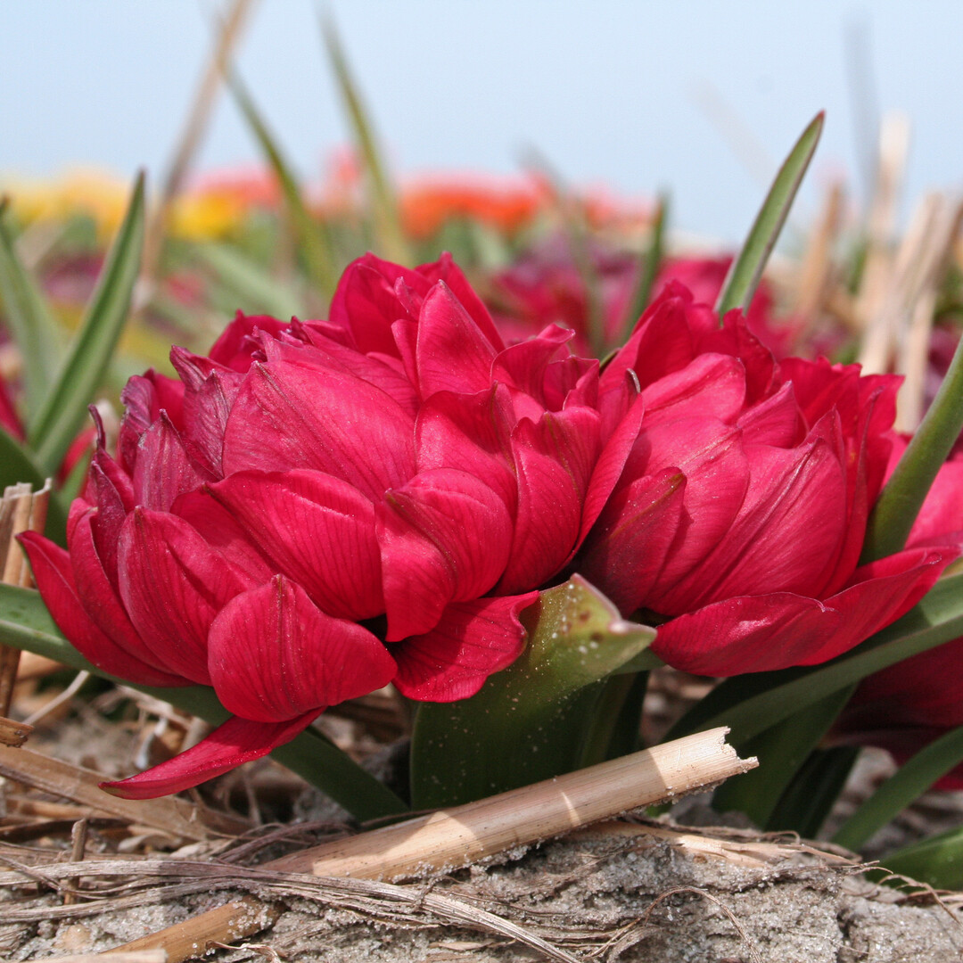 Tulipa humilis Tete a Tete entwickelt gefllte Blten auf sehr kurzen Stielen. <br>