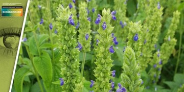 Die blau blhende Chia-Pflanze ist im Sptsommer auch eine ideale Bienenweide.   
