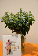 Tweedia caerulea
"Pure Blue’ Tweedia Bluestar