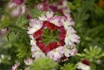 Verbena hybride Lanai „Twister Red“
