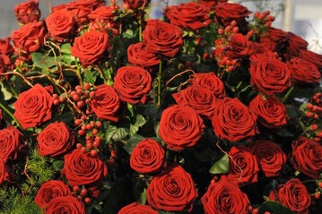 Der Blumengrohandel in Deutschland ist im Groen und Ganzen mit dem Valentinstag 2013 zufrieden.