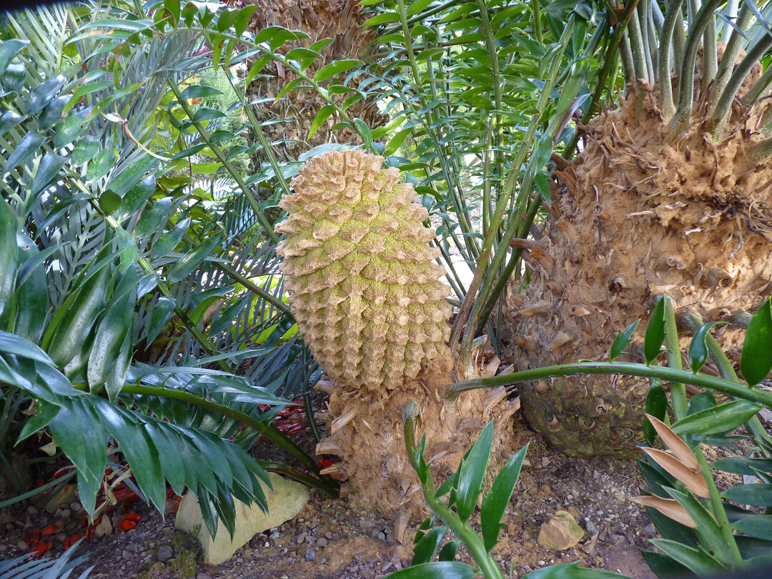 Lebendes Fossil im Sdafrikahaus im Botanischen Garten der HHU, ein Brotpalmfarn (Encephalartos natalensis). Die weibliche Pflanze hat im Winter 2022 mehrere riesige Zapfen ausgebildet, von denen einer bereits aufgeplatzt ist.
